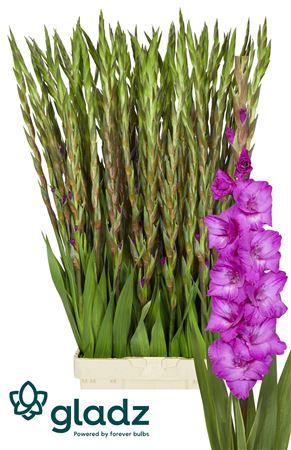 Snijbloemen overig