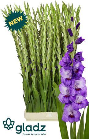 Gladiolus (Large-flowered Grp) 'Purple Party'
