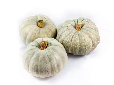 Cucurbita pepo