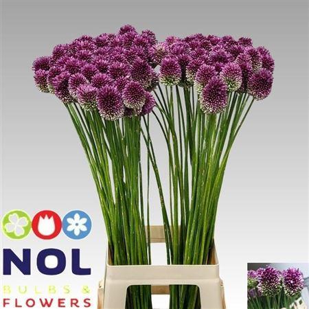 Allium sphaerocephalon