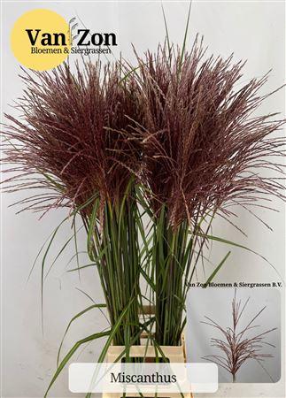 Miscanthus sinensis 'Rotfeder'