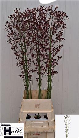 Eryngium pandanifolium Magical Red Thunder