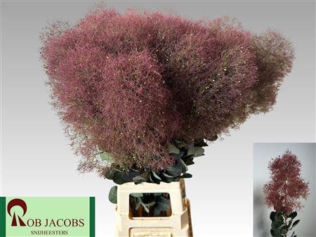 Cotinus coggygria Magical Torch