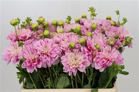 Snijbloemen overig