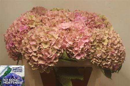 Hydrangea overig (classic)