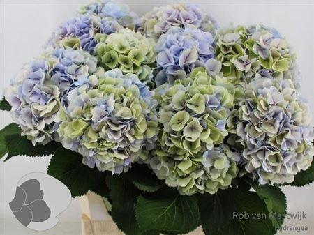 Hydrangea macrophylla 'Verena' (classic blauw)