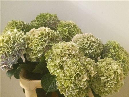 Hydrangea overig (classic)