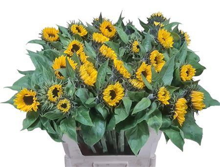 Helianthus annuus 'Sunrich Orange'