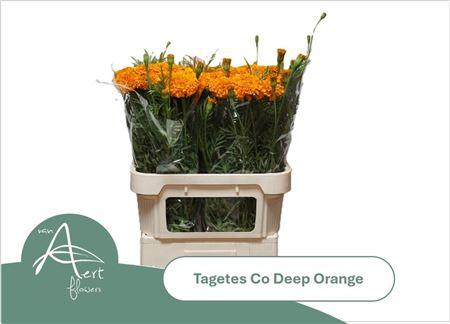 Tagetes (Erecta Grp) 'Coco Deep Orange'