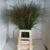 Panicum virgatum 'Squaw'