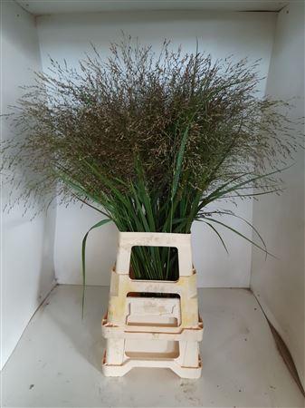 Panicum virgatum 'Squaw'