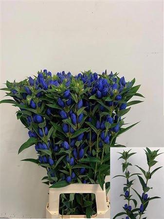 Gentiana triflora Just Blue
