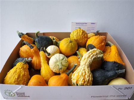 Cucurbita pepo