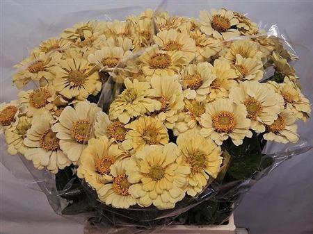 Zinnia elegans