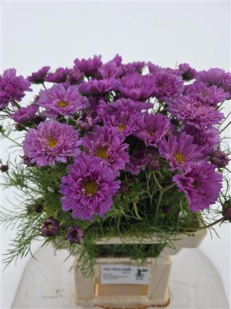 Cosmos bipinnatus