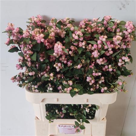 Symphoricarpos (Pink Berry Grp) Magical Charming Fantasy