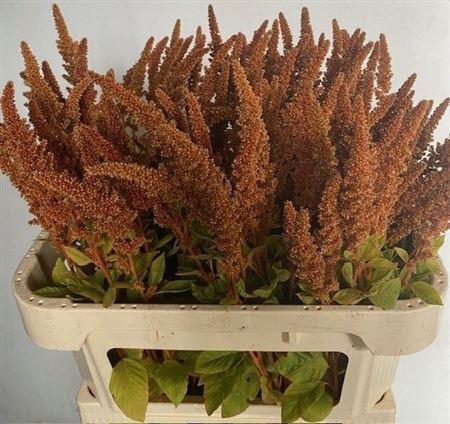 Amaranthus cruentus 'Hot Biscuits'