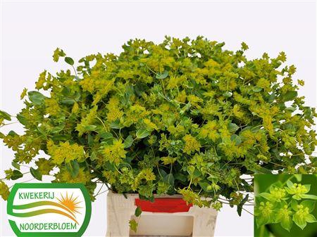 Bupleurum rotundifolium