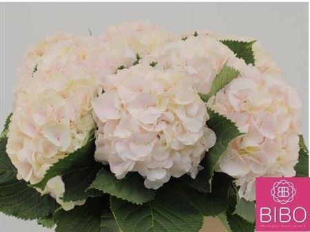 Hydrangea macrophylla 'Sweet Verena'