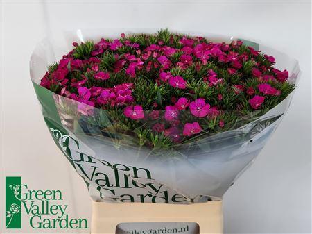 Dianthus barbatus Amazon Neon Purple