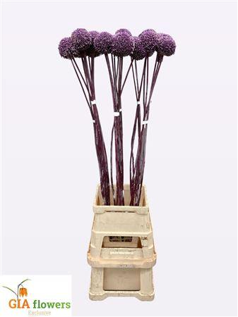 Allium 'Summer Drummer'