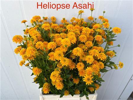 Heliopsis helianthoides 'Asahi'
