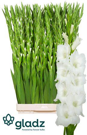 Gladiolus (Large-flowered Grp) 'Nova Zembla'