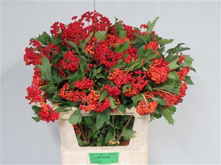 Viburnum per tak opulus 'Compactum'