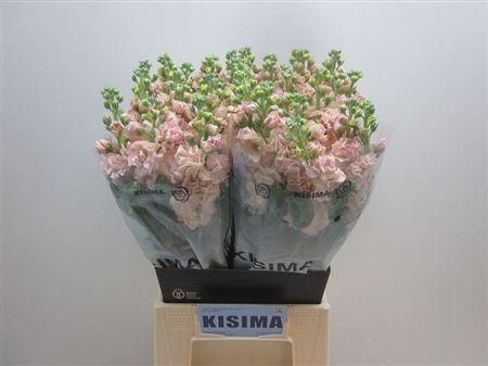 Matthiola incana 'Iron Apricot'