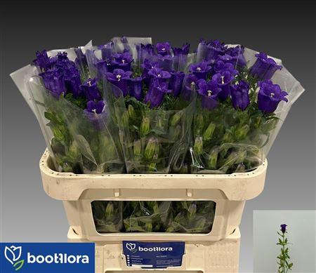 Campanula medium 'Champion Blue'