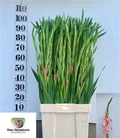 Gladiolus (Large-flowered Grp) 'Louise'