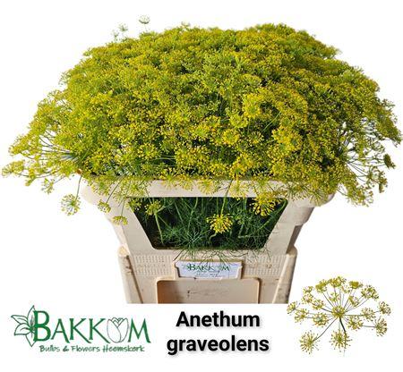 Anethum graveolens