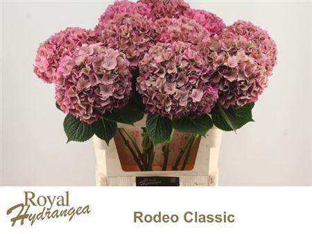 Hydrangea macrophylla 'Rodeo' (classic)