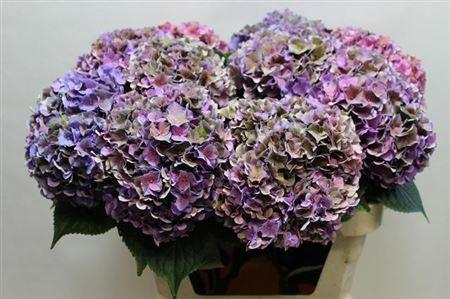Hydrangea macrophylla 'Rodeo' (classic)