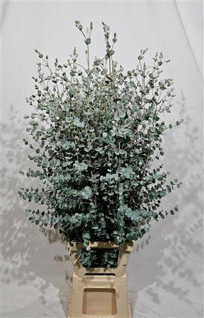 Eucalyptus gunnii Azura