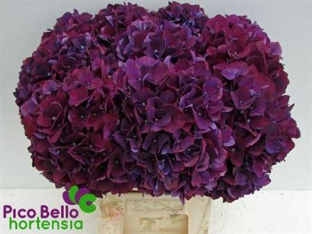 Hydrangea macrophylla Magical Rubyred (paars)