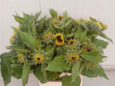 Helianthus annuus 'Marley'