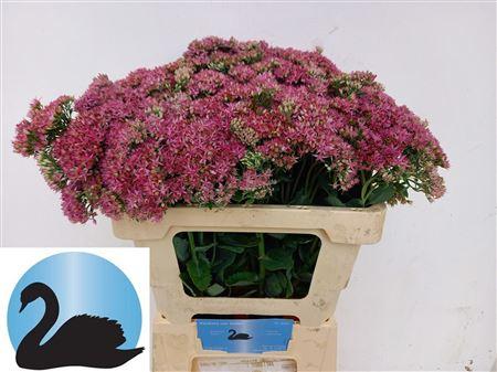 Sedum telephium 'Munstead Dark Red'