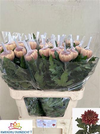 Chrysanthemum (Indicum Grp) geplozen Hornbill Salmon
