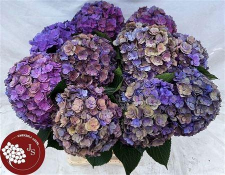 Hydrangea macrophylla Royal Anastasia (classic)