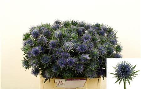 Eryngium 'Magnetar'