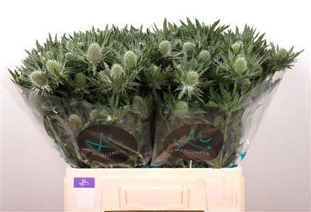 Eryngium alpinum 'Gemini Questar'