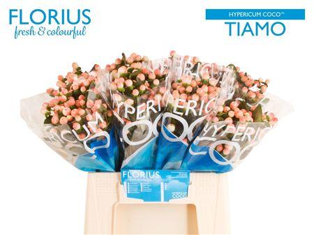 Hypericum Coco Tiamo