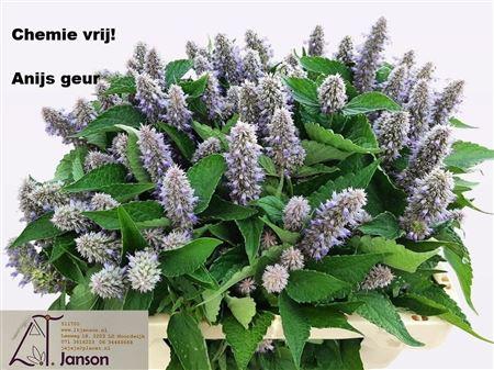 Agastache