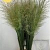 Panicum virgatum 'Northwind'