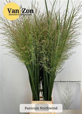 Panicum virgatum 'Northwind'