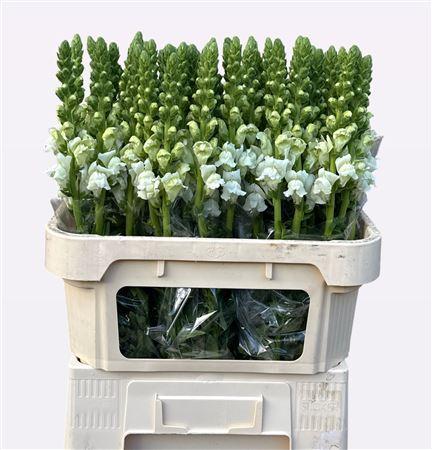 Antirrhinum majus 'Opus Fresh White'