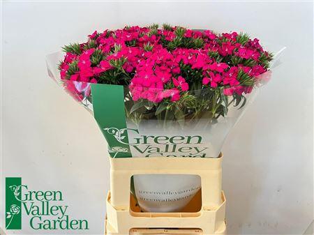 Dianthus barbatus Amazon Neon Cherry