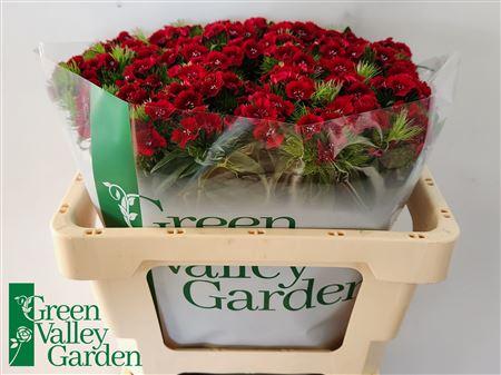 Dianthus barbatus 'Sweet Will Red'