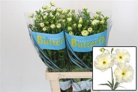 Ranunculus Butterfly Graces
